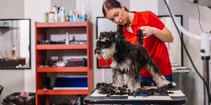 Dog lovers hot sale grooming salon